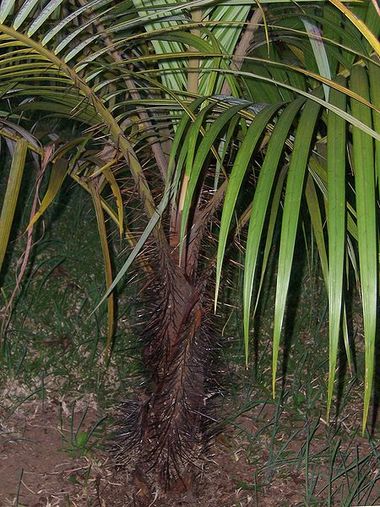 Jeune palmiste dans un jardin de la Réunion
